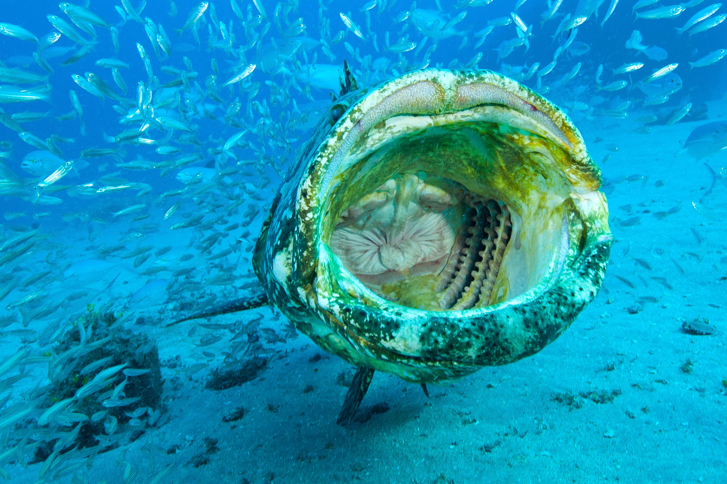 16-goliath-grouper.jpg
