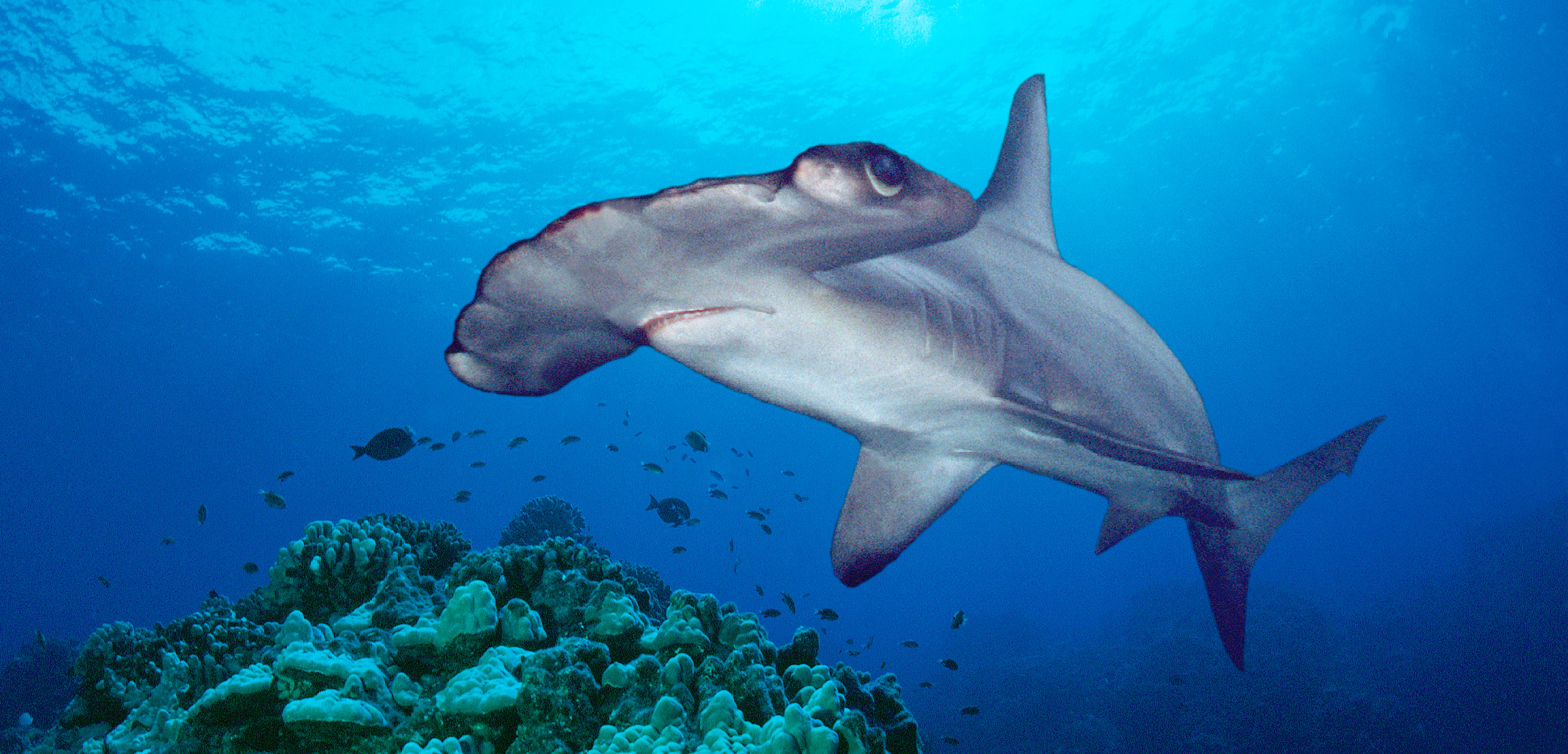 Scientists Discover a Likely Hammerhead Shark Nursery ...