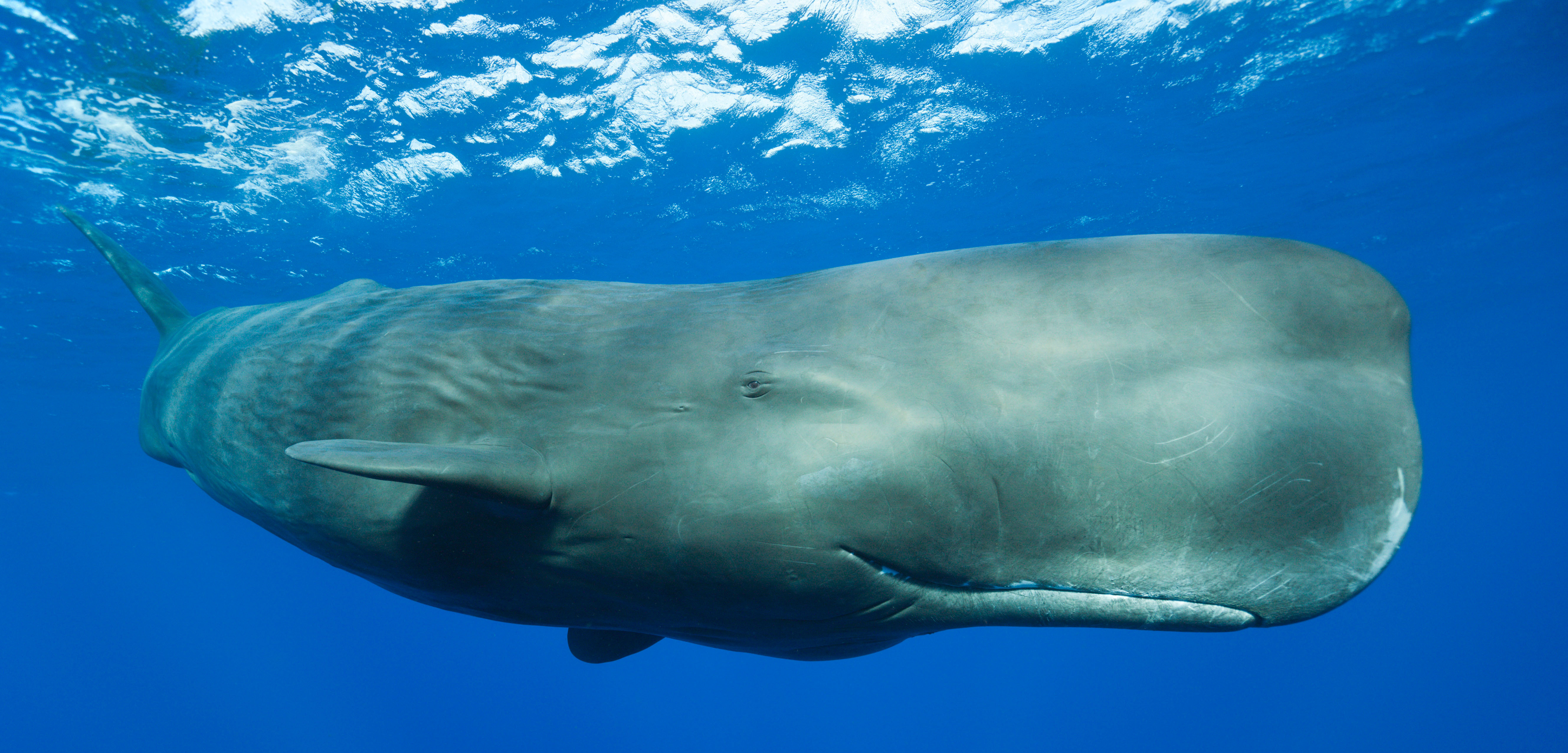 Sperm whale in Moby Dick Chapter 32: Cetology (summary).