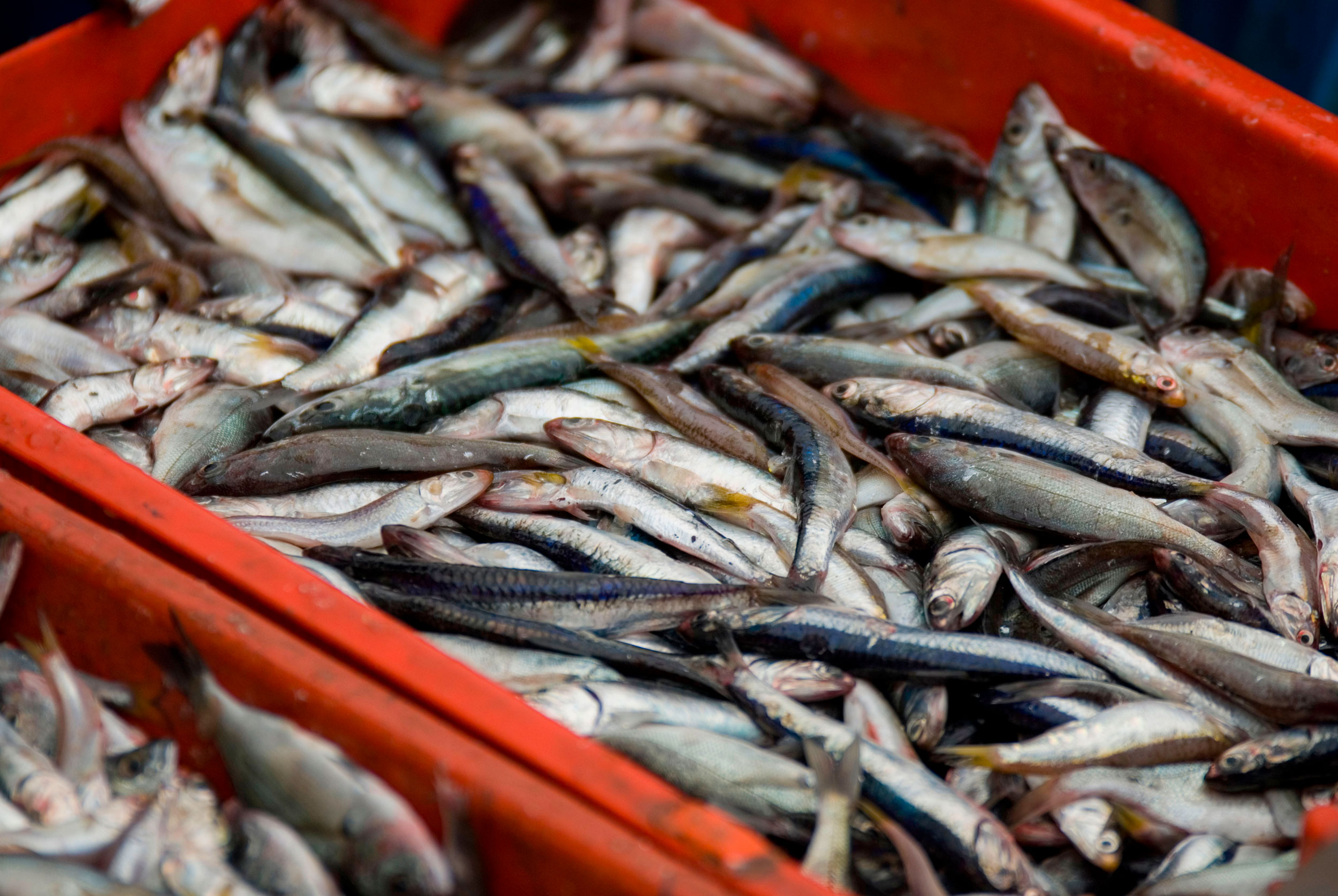 wholesale fish food manufacturers
