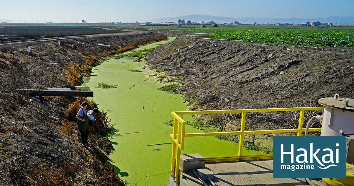 Bioreactors to the Rescue in Polluted California Wetlands - Hakai Magazine