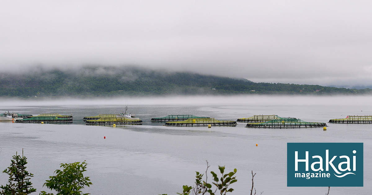 Open-net pen Atlantic salmon aquaculture is big business on Canada’s east coast. Given the industry’s size, much has been studied and written abou