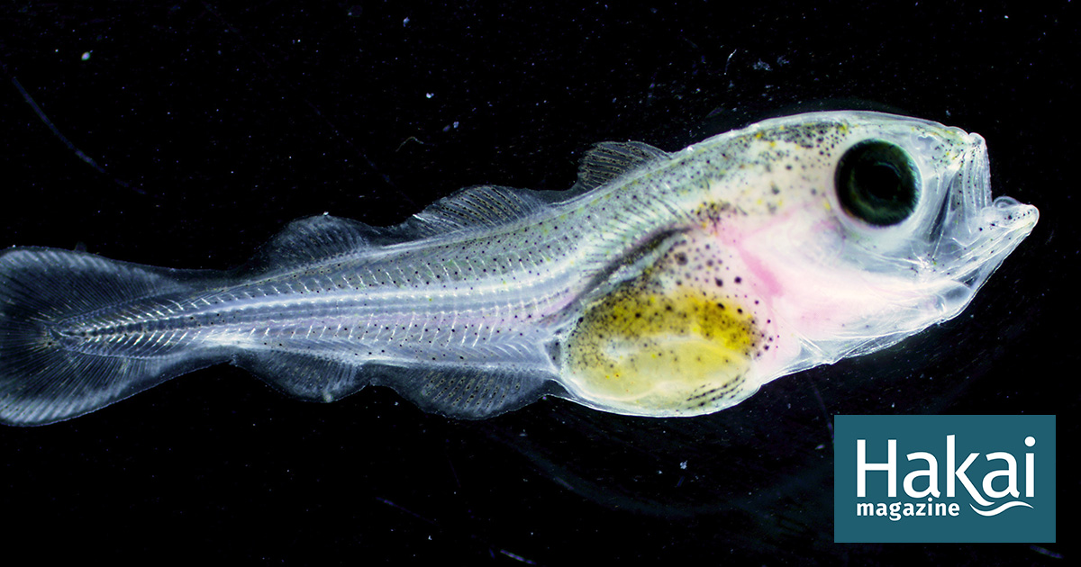 Baby Haddock Show a Sense of Direction Haddock larvae in the North Sea defy expectations by - Hakai Magazine