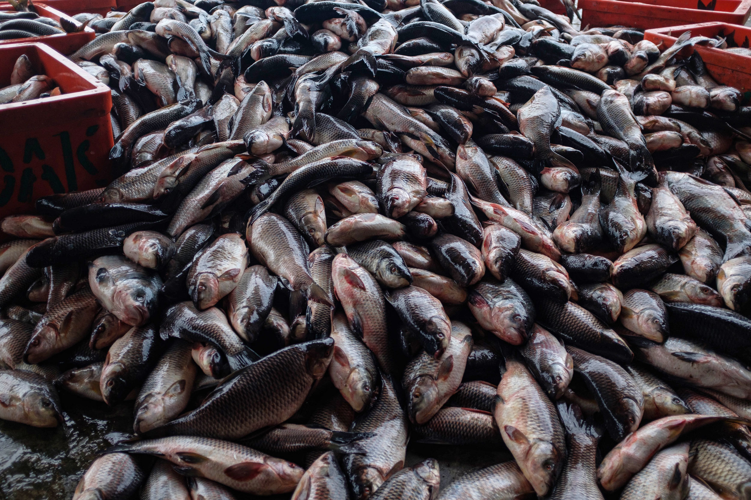 wholesale fish suppliers near me