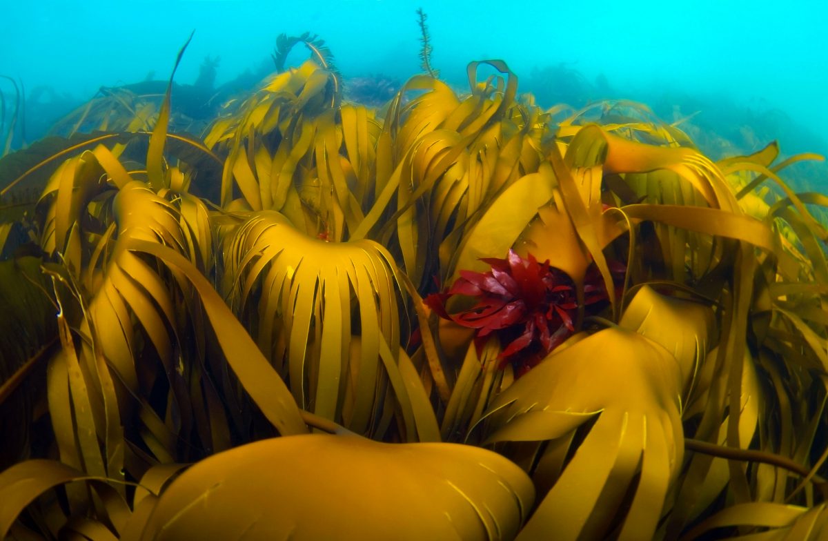 Laminaria hyperborea kelp forest