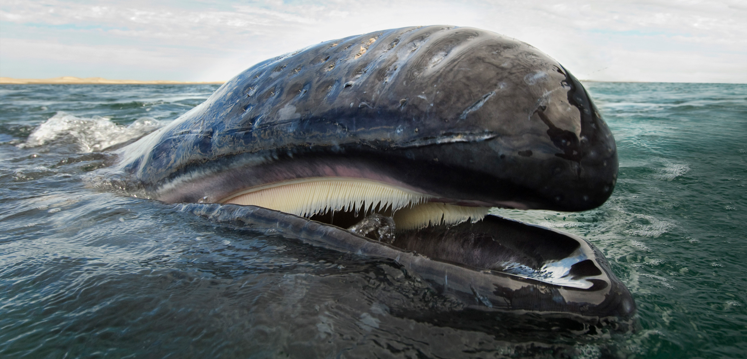 Gray whales use about 300 baleen plates attached to the roof of their mouth to strain food from water and sediment. Compared to other baleen whales, gray whale baleen is quite short, ranging from about five to 25 centimeters in length. Photo by Christopher Swann/Minden Pictures