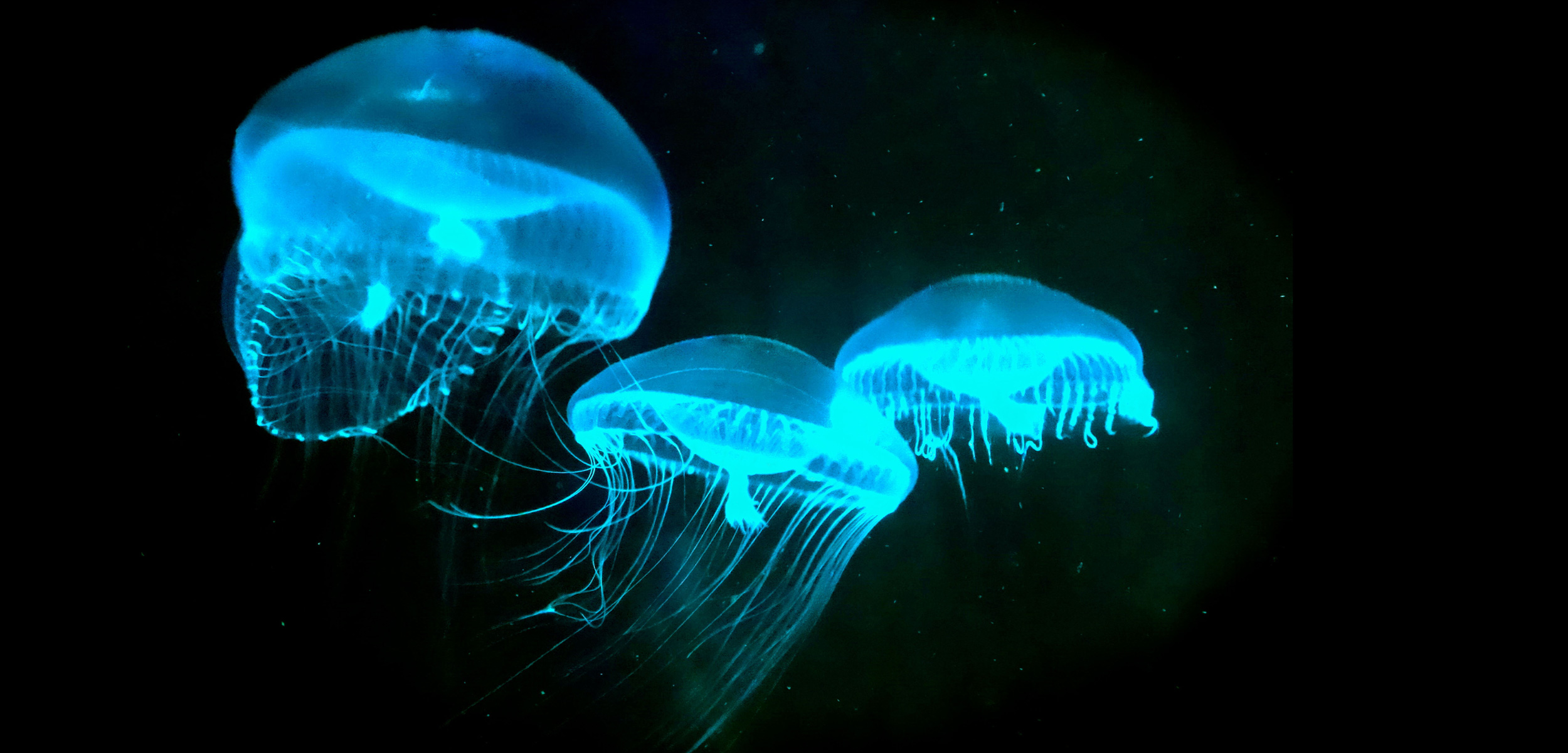 Why Do Bioluminescent Organisms Mainly Produce Blue Green Light 85