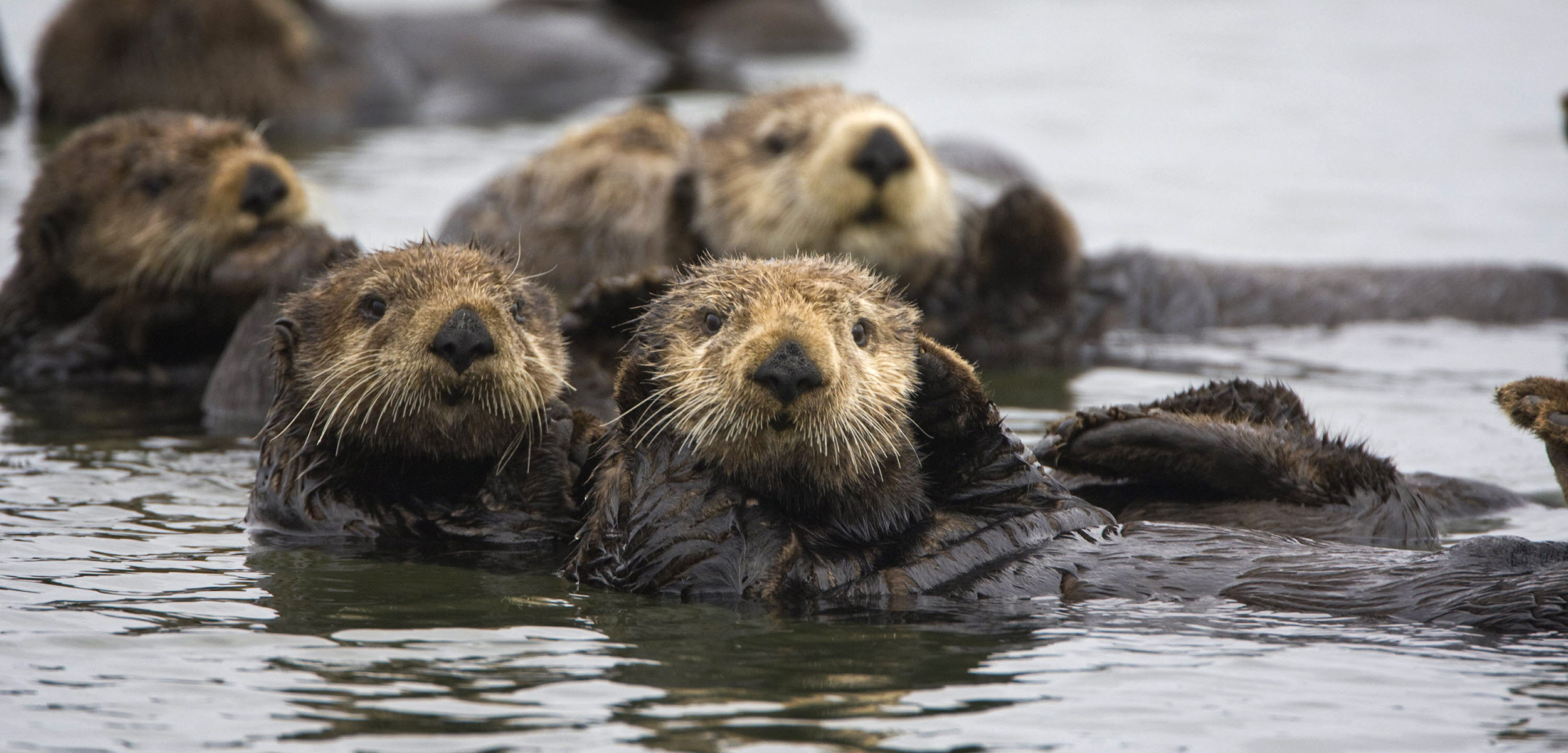 Marine Otter size, range, habitat, facts, food chain, scientific name, vs sea otter, baby, adorable