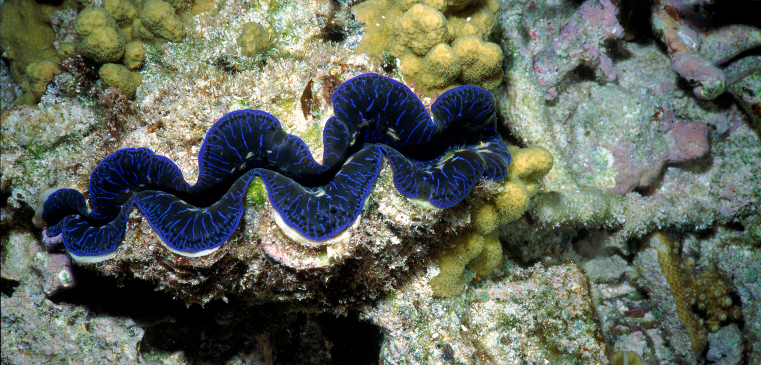 Giant clam terraria