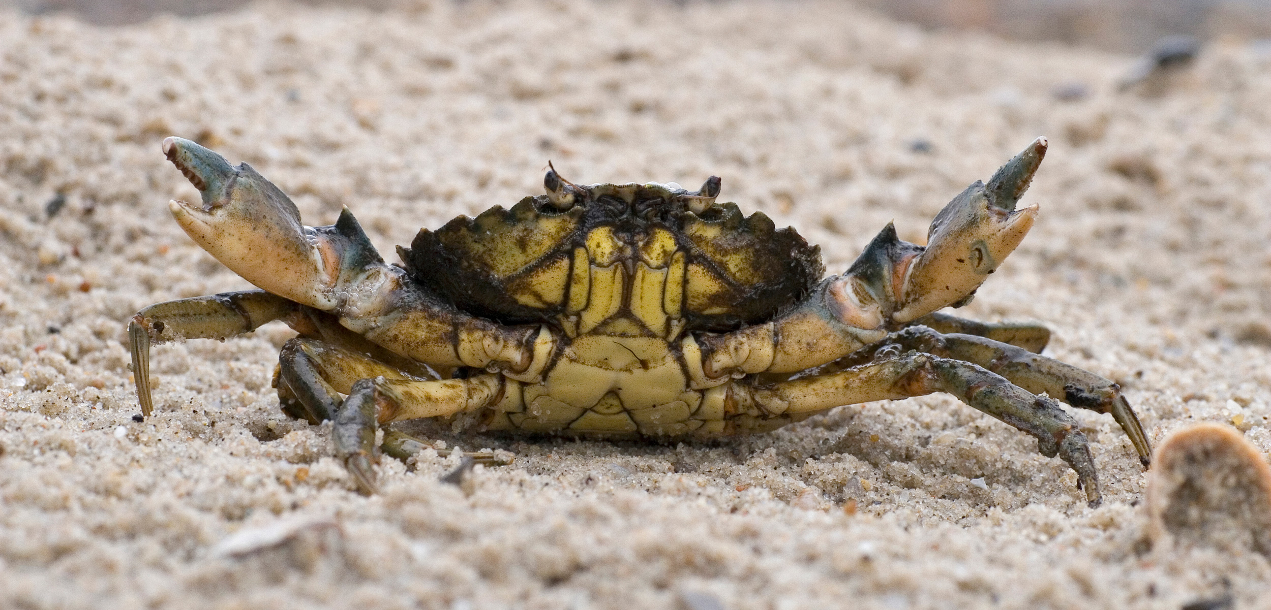 Green Crabs Are Officially Delicious Hakai Magazine,How To Make Candles