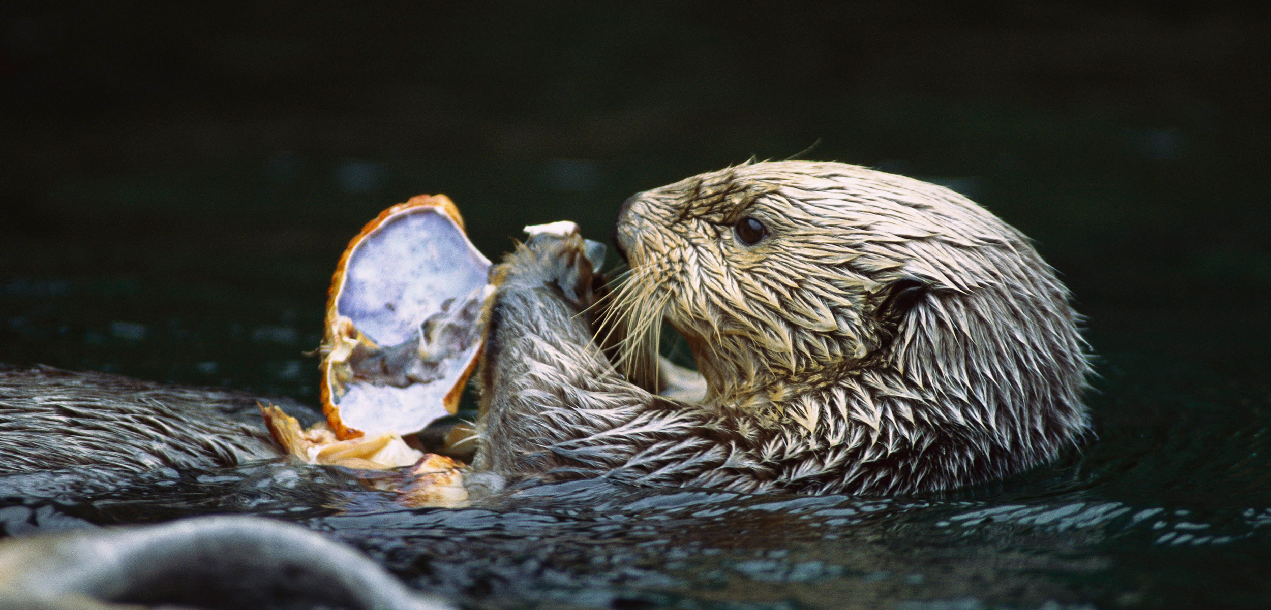 Marine Otter size, range, habitat, facts, food chain, scientific name, vs sea otter, baby, adorable