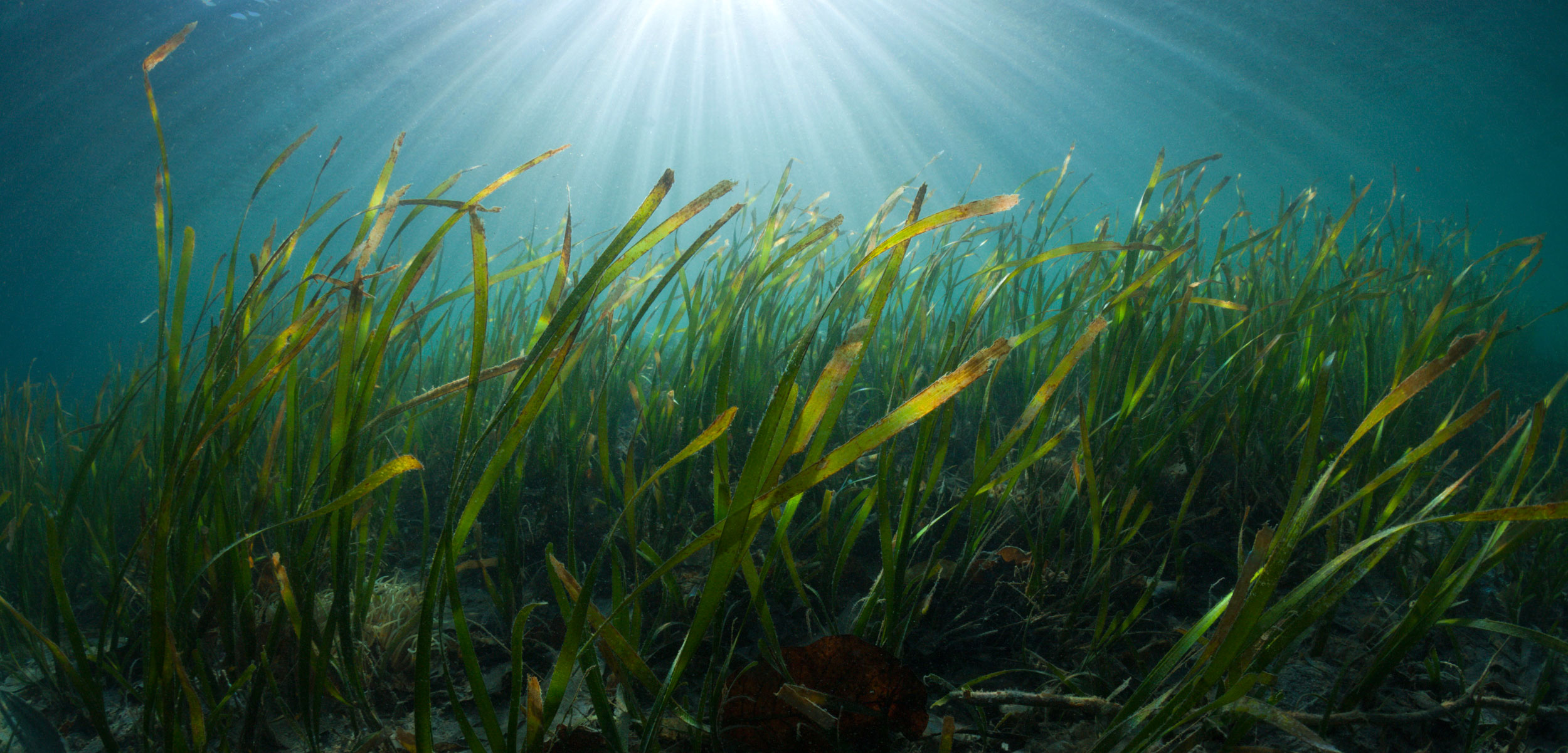 header-seagrass-controvercy.jpg