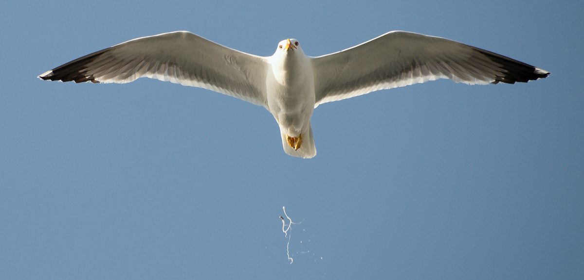 header-seagull-poop-1200x577.jpg