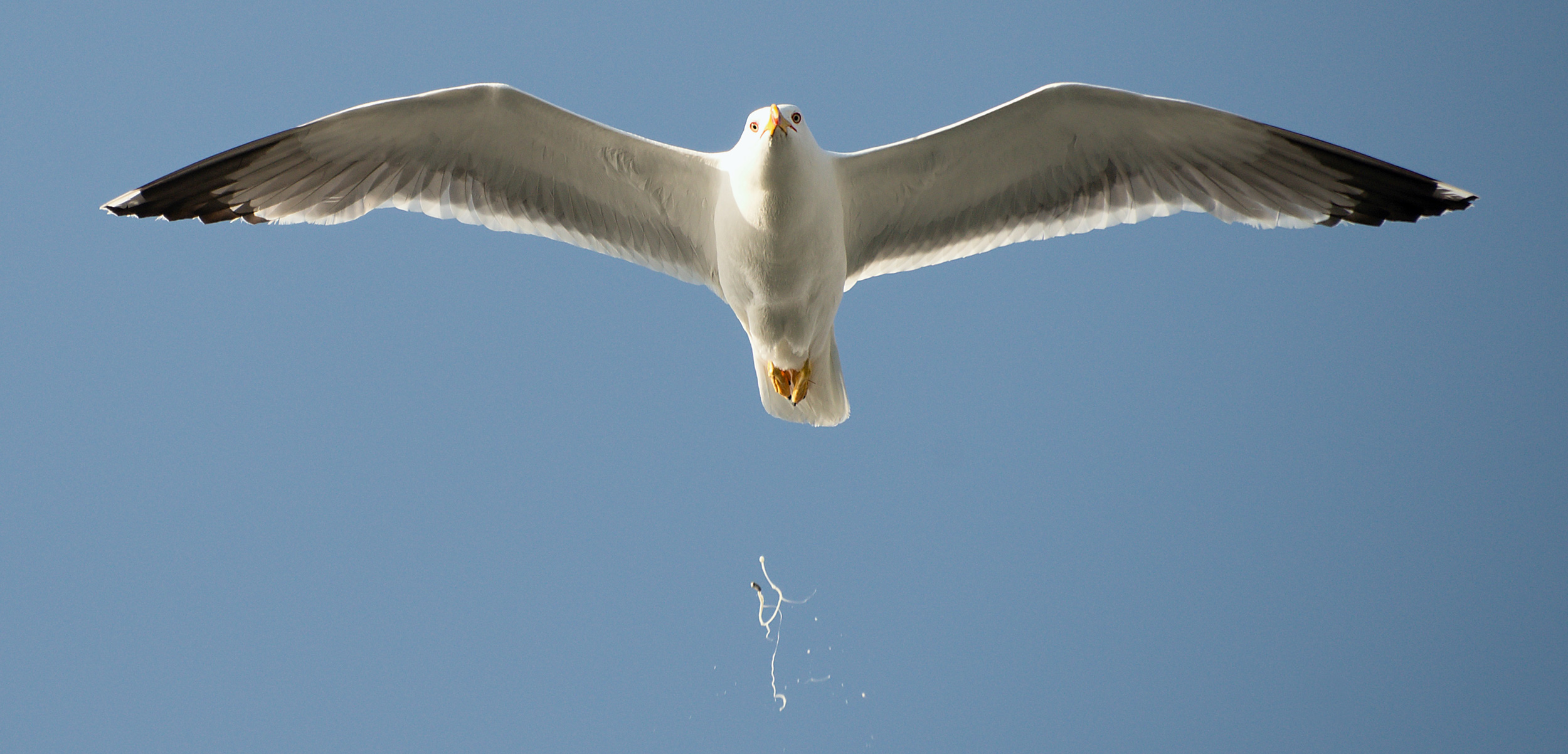 header-seagull-poop.jpg