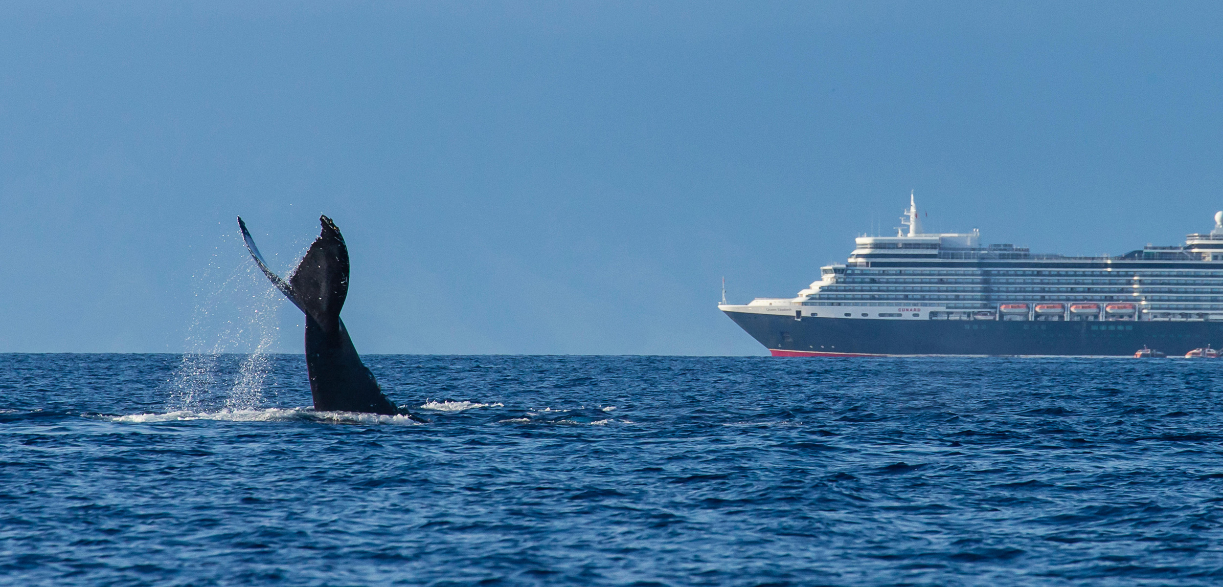 Why Don T Whales Get Out Of The Way Hakai Magazine