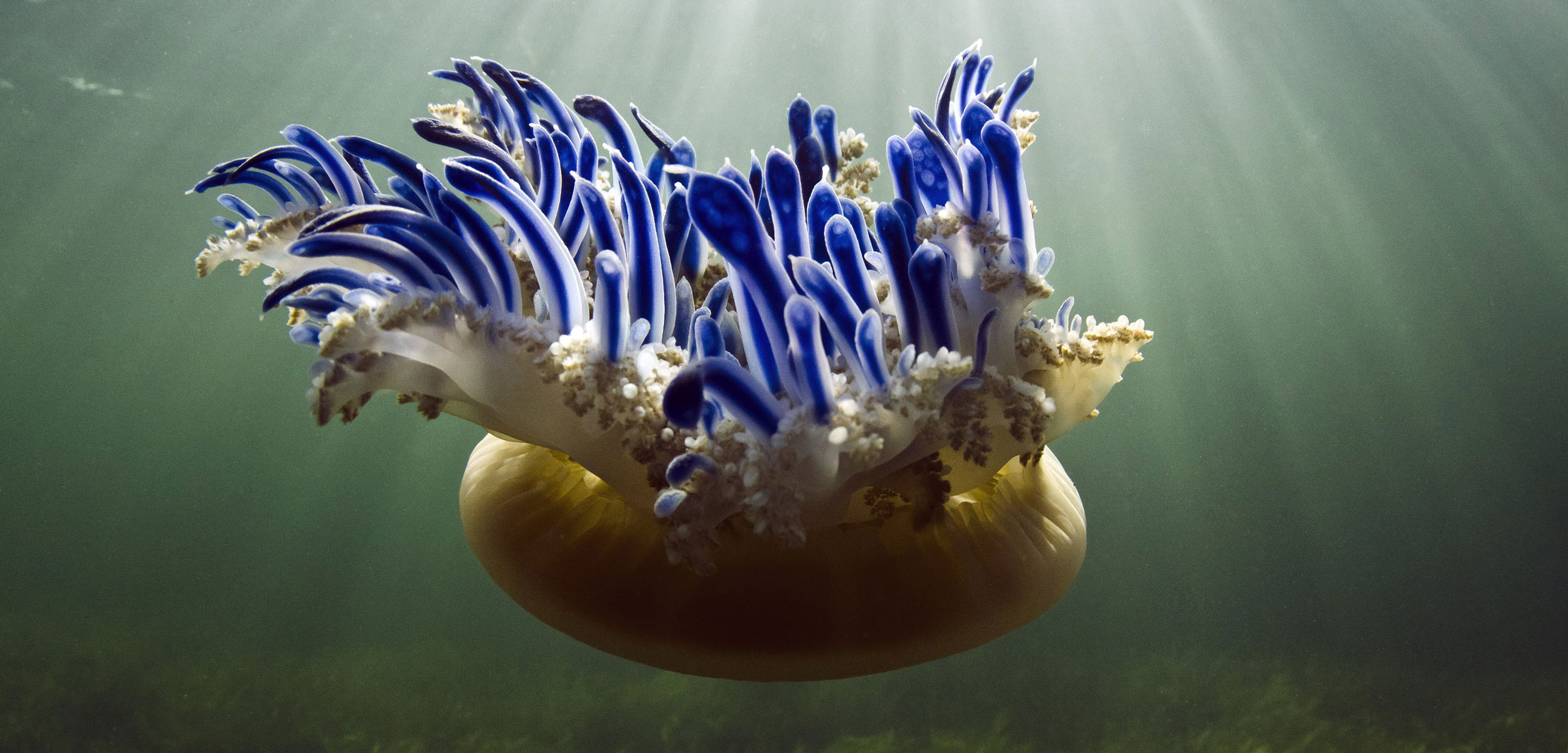 header-upsidedown-jellyfish