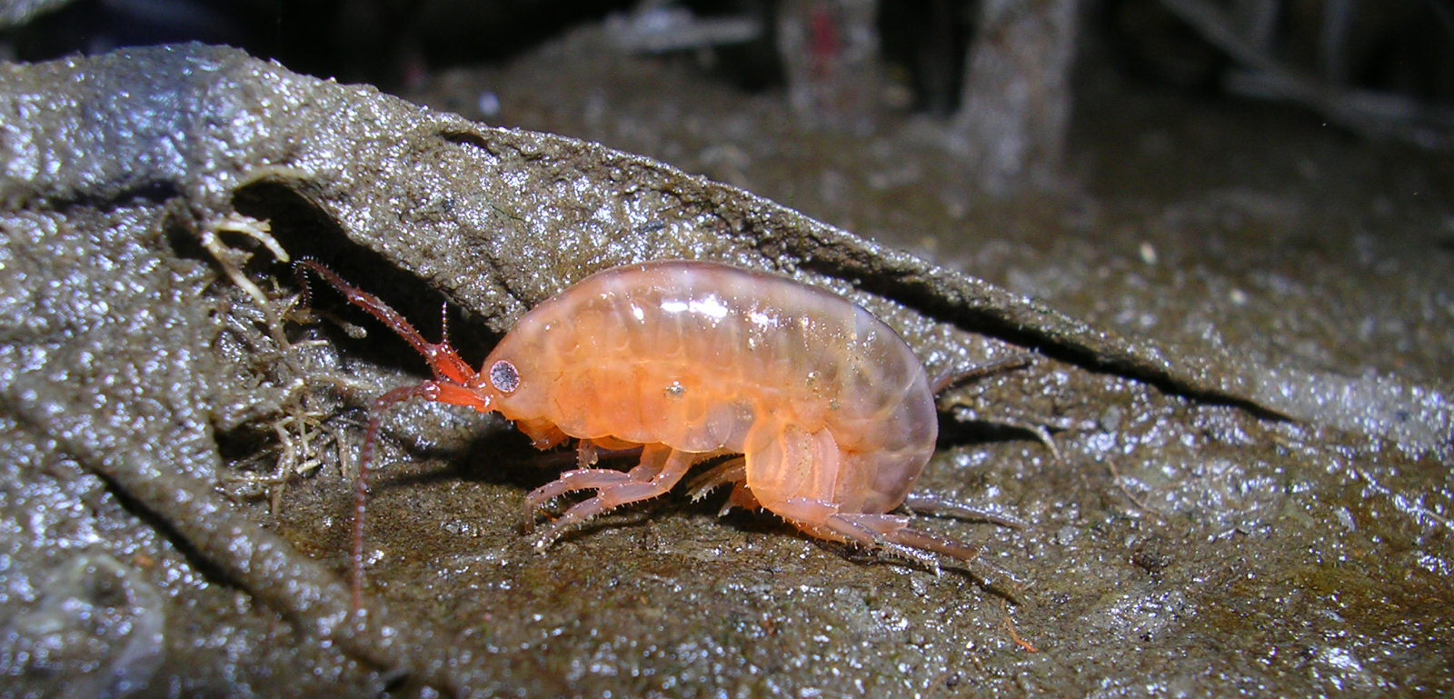 amfipod parazita
