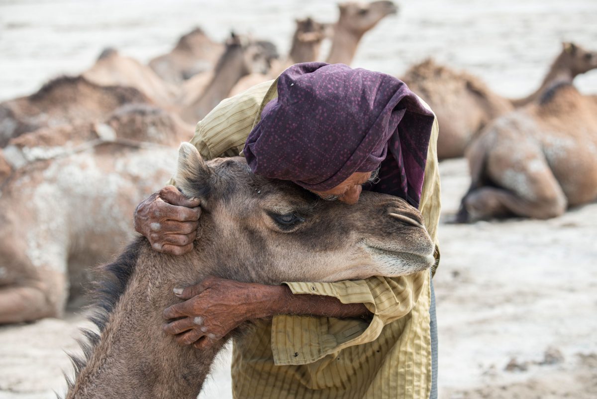 Wildlife Conservation Jobs - man hugging camel