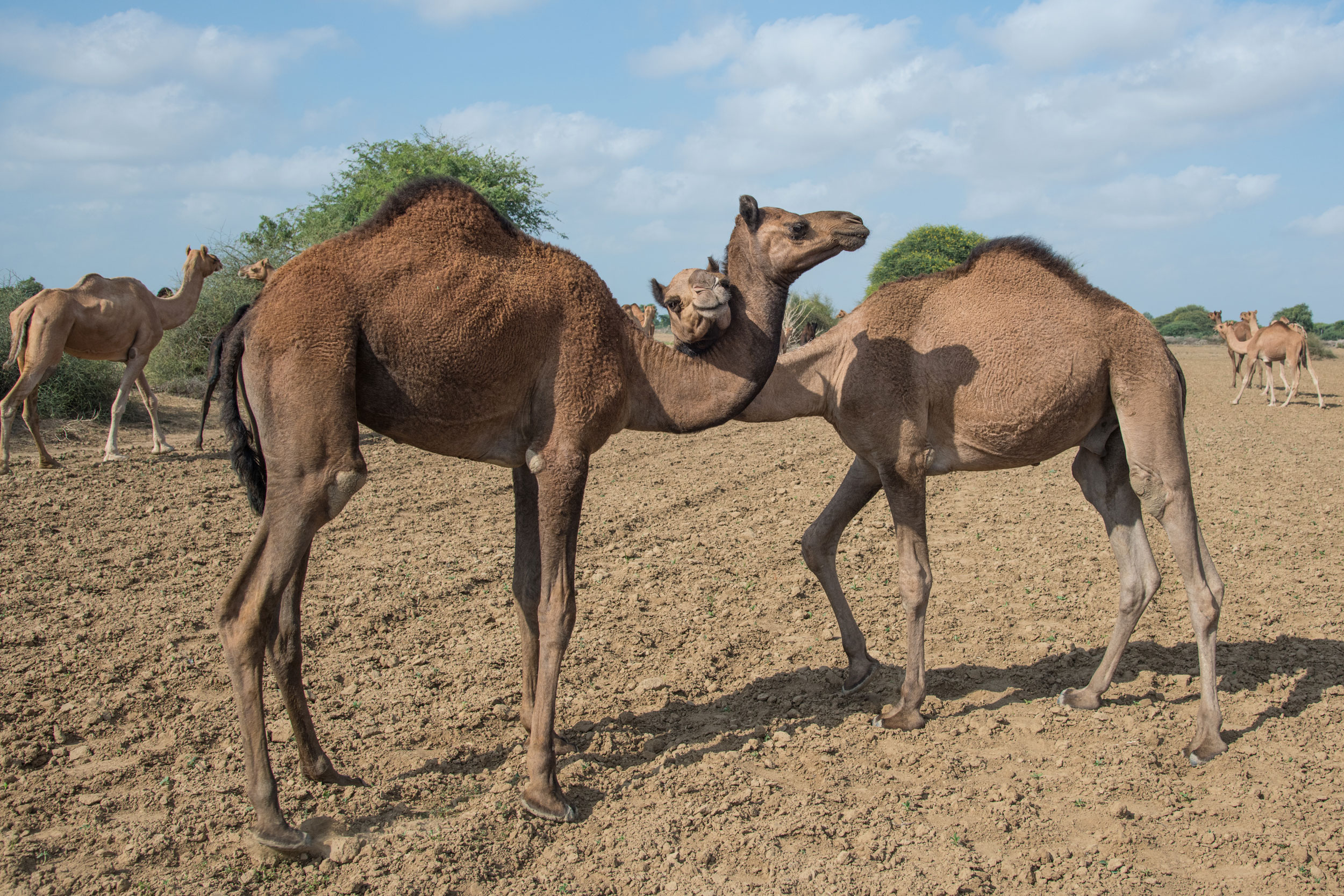 Wildlife Conservation Jobs - Where Camels Take To The Sea - Conservation  Africa News Magazine | African Wildlife & Conservation News
