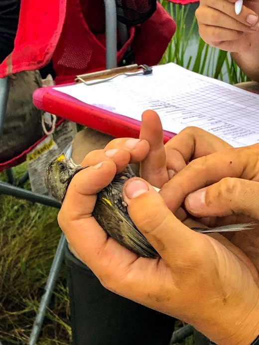 researchers measuring saltmarsh sparrow