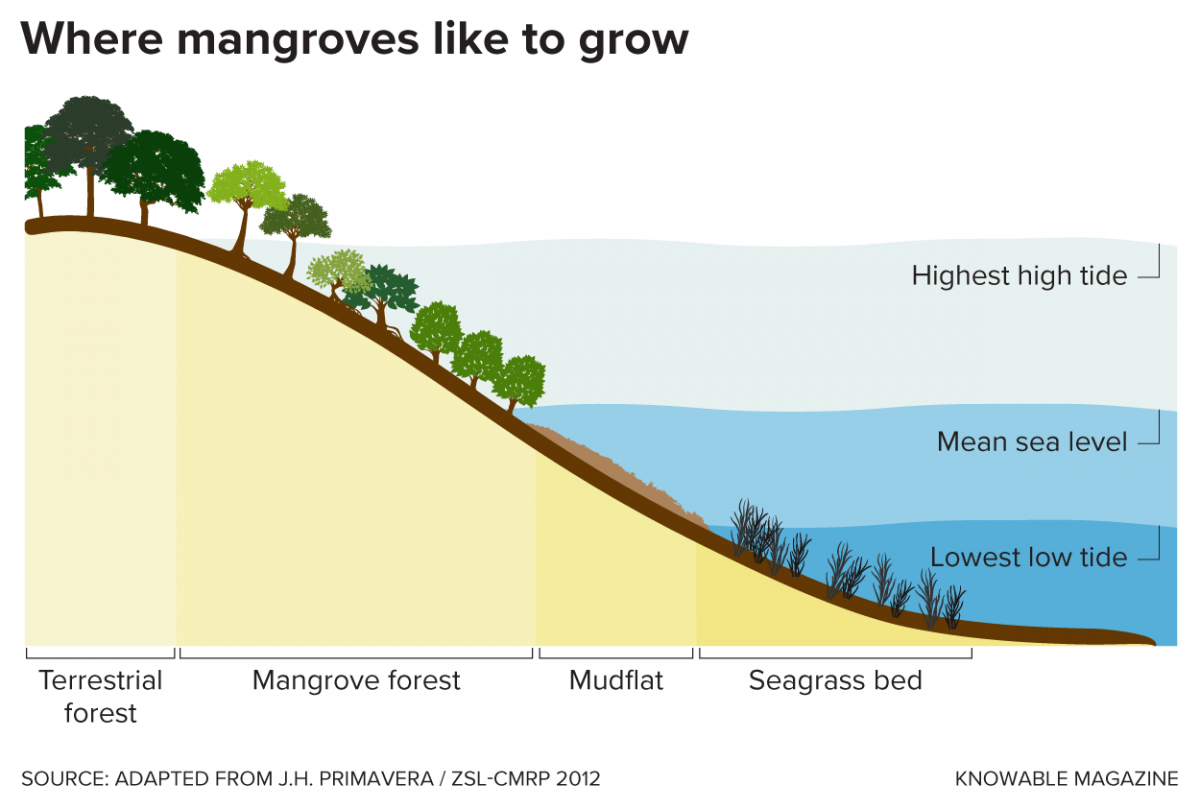 diagram showing area of intertidal where mangroves grow